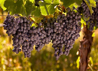 The grape harvest in the regions of Kakheti and Racha has been allocated