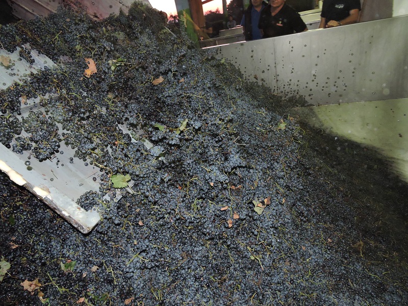 კახეთში 50  ათასი ტონა ყურძენი გადამუშავდა