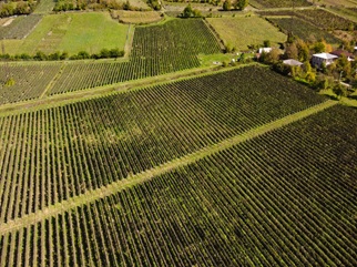 ვენახების საკადასტრო მონაცემების განახლება გრძელდება - ღვინის ეროვნული სააგენტო