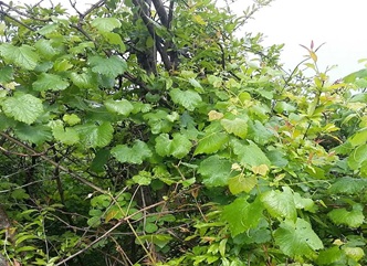 ქართული ვაზისა და ღვინის კულტურის კვლევის სამეცნიერო პროექტის ფარგლებში ველური ვაზის შესწავლის ღონისძიებები გრძელდება