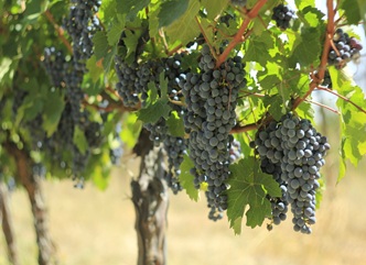 17 სექტემბრის მონაცემებით, კახეთის რეგიონში გადამუშავებულია 45 ათასი ტონა ყურძენი