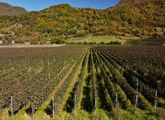 Levan Mekhuzla: "A record amount of up to 3,000 tons of grapes has been fully harvested in the Racha region"