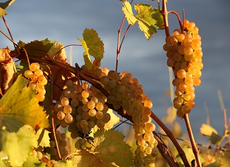 In 2025, the highest, record-breaking grape harvest in the last 30 years was recorded.