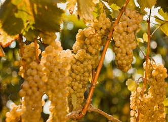 რთველი კახეთში, ტრადიციულად, დედოფლისწყაროს მუნიციპალიტეტიდან დაიწყო