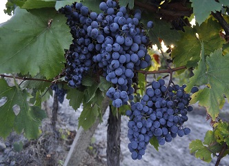 Saperavi Khashmi was added to the list of the Georgian appellation wines