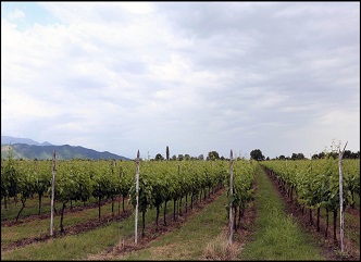 Processing of grapes damaged by hail is carried out smoothly