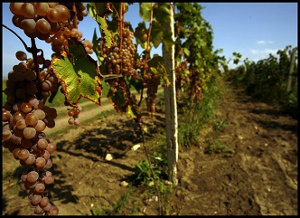 Grape damaged from hail has been fully processed