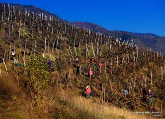 Vintage is carried on  actively  in Racha region