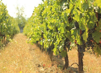 The deadline for extracting the vineyard cadastre will be two weeks