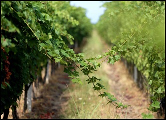 Only several days remain until the deadline for obtaining a vineyard cadastral extract