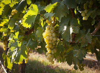 More than 3,000 tons of grapes were processed in Kakheti region