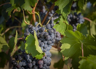 Over 10 thousand tons of different grapes have been processed in Kakheti region