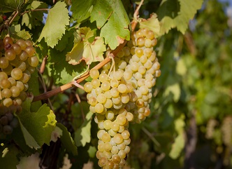 15 thousand tons of grapes were processed in Kakheti