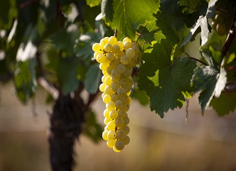 About 2,000 viticulturists have delivered grapes to enterprises in Kakheti region