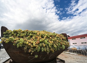 The peak of daily grape processing was observed in Kakheti