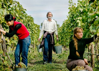 About 4,000 wine-growers have delivered grapes to wine companies in Kakheti