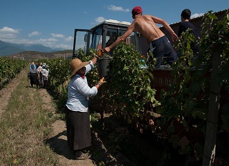 Vintage process in Kakheti is in active phase