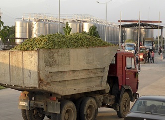 The peak of daily grape processing is observed in Kakheti