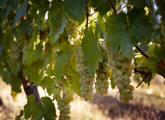 Vintage in Kakheti continues smoothly