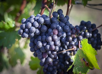 Vintage in Kakheti is on the final stage, Racha is preparing to store the grape harvest