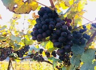 The wine "Salkhino Ojalshi" was added to the protected designations of origin (PDO)