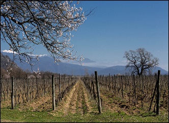 Vineyards registration and cadastral information updating is in progress in Kakheti region