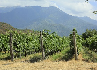 Registration of vineyards and updating of cadastral information has started in Dedoplistskaro municipality