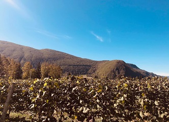  Registration of vineyards in Racha-Lechkhumi region