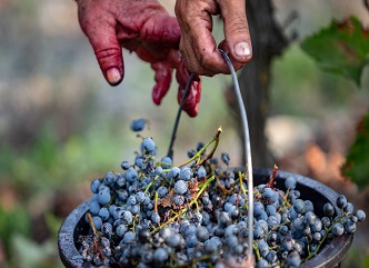 Delivery of grapes damaged as a result of the disaster is going smoothly