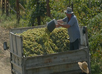 Vintage has started in Dedoplistskaro and Sighnaghi municipalities