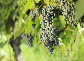 According to the data of September 6, 6 times more grapes are processed in Kakheti compared to last year