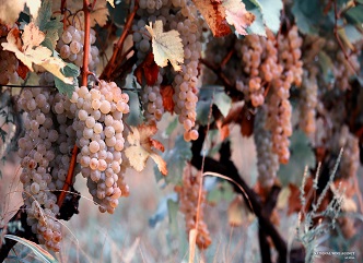 During the Vintage 2021, the income of viticulturists in Kakheti will reach 70 million GEL