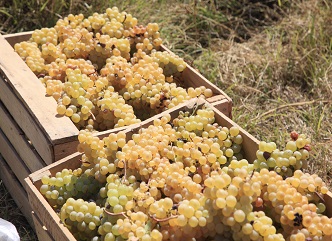 The harvest is in an active phase in Kakheti, almost 40% of the crop has already been settled