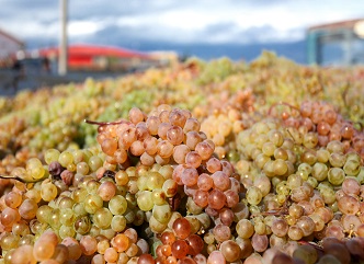 Up to 120 thousand tons of grapes have been processed in Kakheti