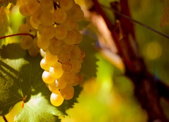 Almost half of the grape harvest is already stored in Kakheti