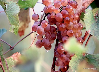 The vintage 2021 is characterized by high quality grapes