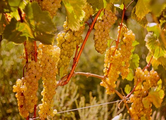 The main part of the grape harvest in Kakheti has already been stored, the vintage in Racha will start next week