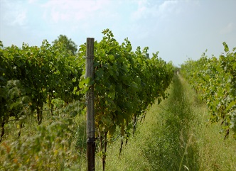 Cadastral data on vineyards are constantly updated