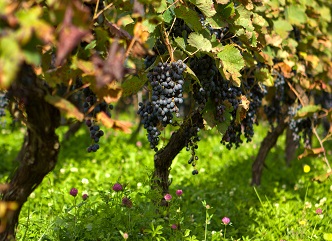 “Zegaani" and "Okureshis Usakhelouri" were added to the list of wines of protected designation of origin (PDO) registered in Georgia.