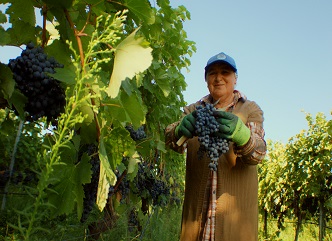 Up to 20 thousand tons of grapes have been processed in Kakheti