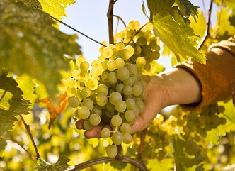 The main part of the grape harvest in Kakheti is already settled