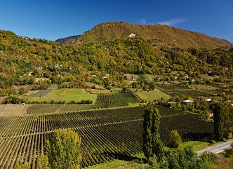 The Vintage in Racha is Over - the harvest is fully delivered