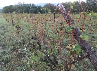 The government is ready to receive and process grapes damaged by hail
