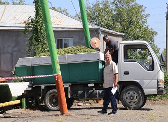 The handing over of hail-damaged grapes is going without hindrance in Kakheti region 