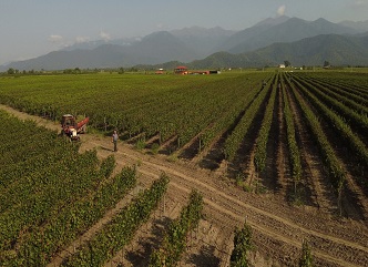 As of September 7, a total of 27,000 tons of grapes have been processed within the framework of the Vintage 2023.