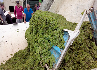 In Kakheti, the vineyard farmers completely handed over the grapes that were damaged by hail.