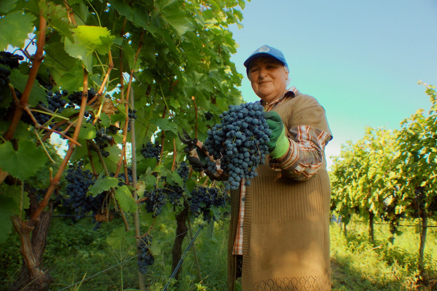 As of September 2nd, a total of 13,000 tons of grapes have been processed as part of the 2024 vintage.