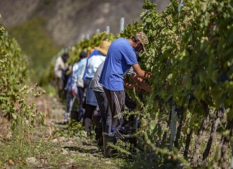 Vintage is in active phase in in Dedoplistskaro and Sighnaghi municipalities