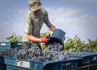 As of September 10, 2024, a total of 56,000 tons of grapes have been processed in the Kakheti region