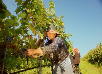 Approximately 6,500 winegrower farmers have stored their grape harvest in Kakheti.